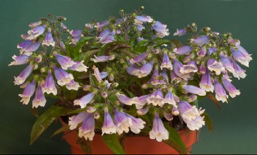 Penstemon hirsutus pygmaeus